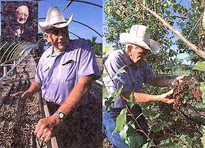 
Left: Tom Doyle, the father of our prolific berry. Right: Here I am holding another amazing large bunch.
